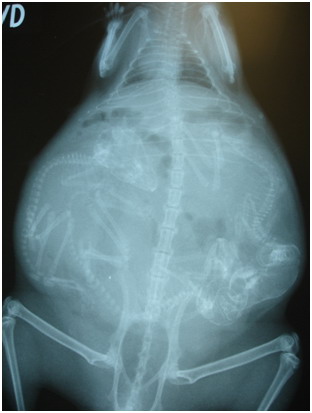 Фото - ренген беременной самки шиншиллы