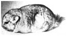  Шиншилла короткохвостая или большая Chinchilla brevicaudata